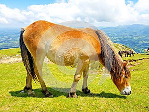 horse mare of the pottoka breed with her young. On Mount Larun, border Spain and France