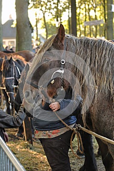 Horse market