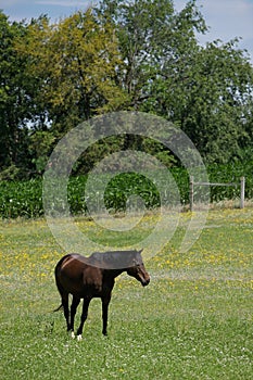 Un caballo en prado 