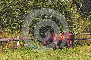 A horse in a meadow