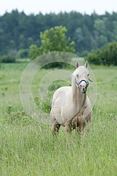 Horse in meadow