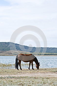 Horse on the meadow