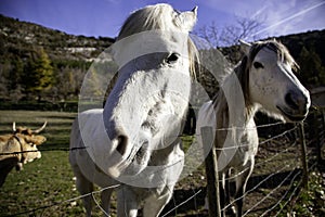 Horse in meadow