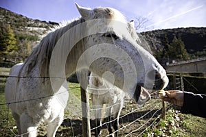 Horse in meadow