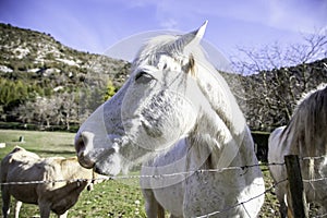 Horse in meadow