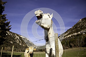 Horse in meadow