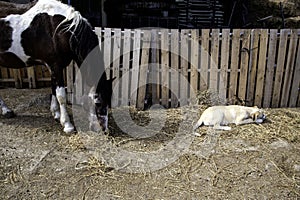 Horse in meadow