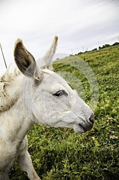 Horse in meadow