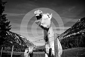 Horse in meadow