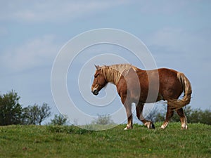 Horse In Meadow photo