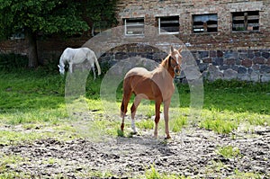 Horse in the meadow