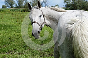 Horse in the meadow