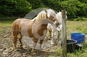 Horse in the meadow