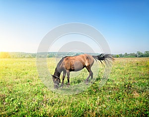 Horse in a meadow