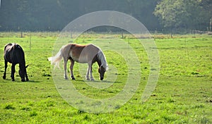 Horse on the meadow