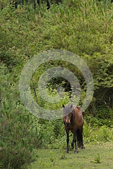 Horse in the meadow