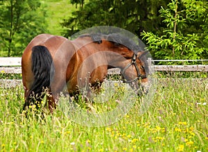 Horse on the meadow