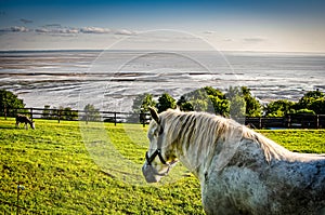 Horse on the meadow above Atlantic Ocean at low tide photo