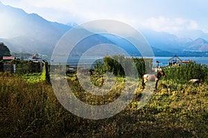 Horse on a meadow along Lago Atitlan with mountainrange, San Juan la Laguna, Guatemala, Central America