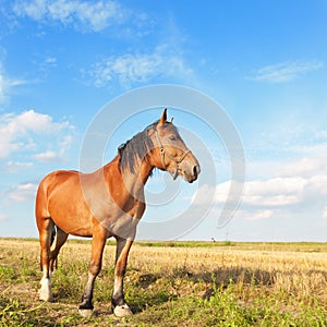 Horse on the meadow. First on front chained. Sunny countryside landscape