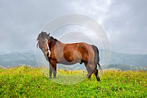 Horse on the meadow in the mountains.