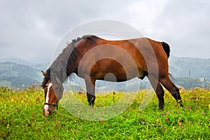 Horse on the meadow in the mountains. Foggy morning pasture