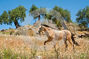 Horse in a meadow in olive tree orchard. Second plan out of focus. Andalucia, Andalusia, Spain. Europe.