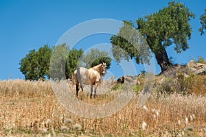 Horse in a meadow in olive tree orchard. Tail. Andalucia, Andalusia. Spain. Europe.