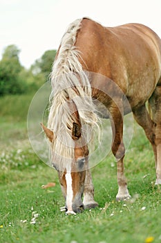 Horse on the meadow . Portrait of a horse, brown horse