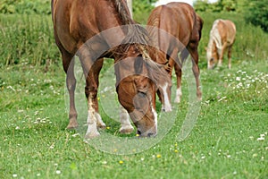 Horse on the meadow. Portrait of a horse, brown horse