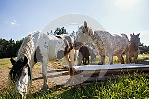 Horse on meadow with trough with water.