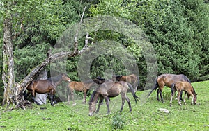 Horse in Meadow of Xinjiang, China