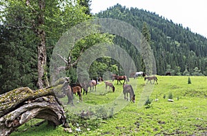 Horse in Meadow of Xinjiang, China