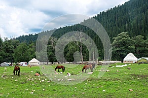 Horse in Meadow of Xinjiang, China