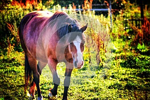 A horse in the meadows