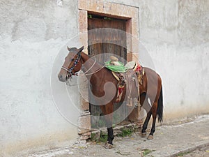 Horse in a mexican pueblo