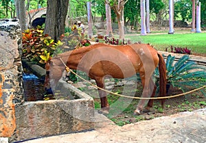 Horse in Mexico having a drink of water