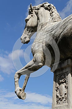 Horse by Michelangelo photo