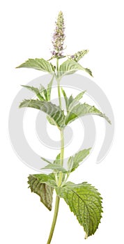 Horse mint or Mentha longifolia isolated on white background