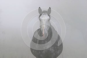 Horse in the Mist