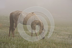 Horse mist wild