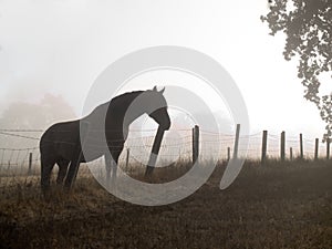 Horse in a misty morning pasture