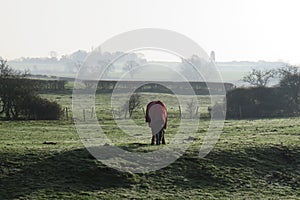 Horse in a misty winters field wearing a coat