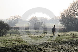 Horse in a misty winters field wearing a coat