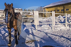 Horse on Momarken