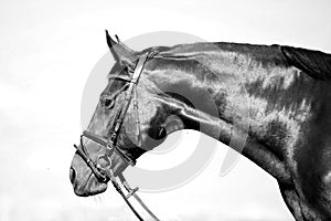 Horse monochrome black and white portrait