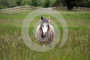 Horse On Montana Ranch