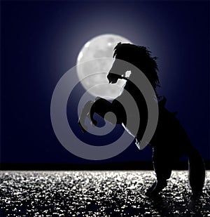 Horse in the moonlight