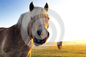 Horse and morning