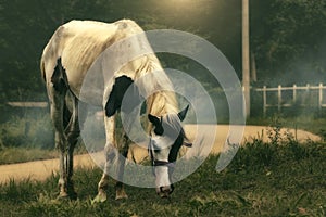 Horse in morning fog